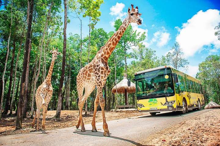 dat-ve-safari-phu-quoc-2021